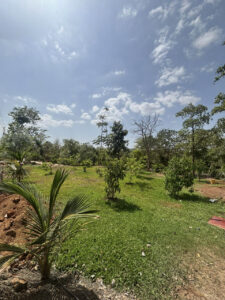 img (20)